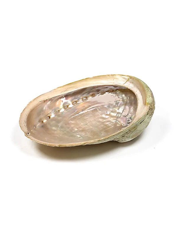 Die Abalone Smudge Muschel in der Größe S